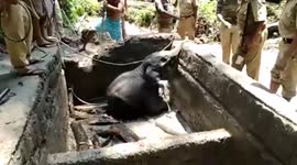 Forest officials rescue adorable baby elephant trapped in reservoir