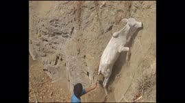 Calf rescued by villagers after it fell into pit
