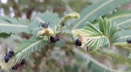 BLACK ANT ON TREE  /  THE BLACK ANT IN TREE / BLACK ANT WALKING ON TREE