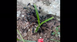 ANT HOLE  /  THE LIFE OF ANT / LOOK INSIDE ON BLACK ANT NEST