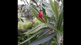 GREEN CATERPILLAR IN LEAF  /  GREEN CATERPILLAR IN FLOWER PLANT