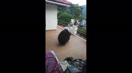 Trespassing bear wanders onto resident's balcony in southern India