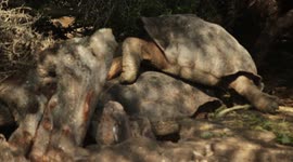 Giant Galapagos Tortoise Falls off Female While trying to Mate
