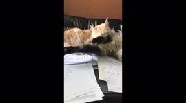 Cats Vasilisa and Baron prevent their owner from working