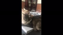 Cute cats lick each other