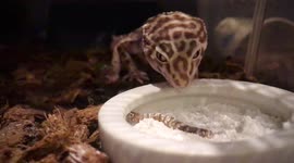 Albino Leopard Gecko Eating a Worm
