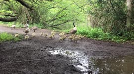 Cute family of geese and goslings walking along