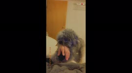 Dog pretends to be good boy to avoid telling off by owner