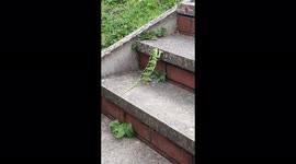 'Chameleon Busts Out Epic Dance Moves While Climbing a Stair'
