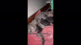 Adorable moment stray cat brings kittens into US home