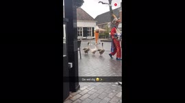 Bizarre moment geese spotted marching with band through Netherlands town