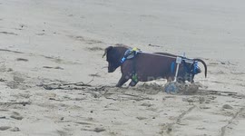 Un perro al que le faltan las patas traseras camina y juega en la playa.