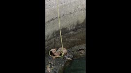 Watch - A Jackal which fell into well in search of water was rescued by Children in Dhar Village