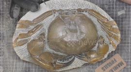 New Zealand YouTuber removes monster 12-million-year-old crab fossil from ancient rock
