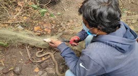 Snake cut free after becoming entangled in fishing net in southern India