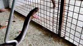 Large cobra slithers into aviary in western India to hunt budgies