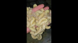 Vietnamese man holds on tight to dozens of creepy caterpillars that will be used for FOOD