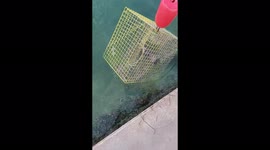 Irate Moray eel Invades Fisherman's Crab Trap in Key West, Florida