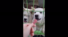Two traditional Korean dogs born on Christmas Eve. My daughter was bitten by a mother who abandoned her mother's love, so her eyes were removed, and my older brother is a healthy child. These are 1-year-old puppies who show their cuteness in front of snac
