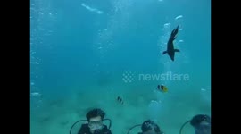 Skin scuba Guam Company workshop