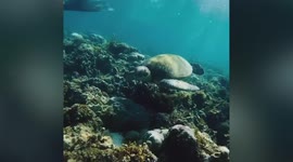 Diver delighted after sea turtle swims near him while appearing to say ‘hello’