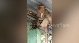 Naughty monkey holds pet chicken hostage to get food from owner