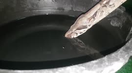 Thirsty pet boa constrictor calmly drinks water from basin