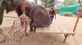 Baby elephant sits on bench and breaks it with its weight