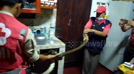 Three-meter python rescued from doctor's house in Indonesia