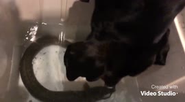 Fern the Black & Tan Coonhound Smells Fish Underwater!