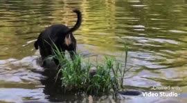 Fern the Black & Tan Coonhound Catches 4 Fish!