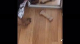 Fern the Black & Tan Coonhound Doesn’t Believe Her Lying Eyes!