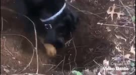 Fern the Black & Tan Coonhound is Fastest Hole Digger Around