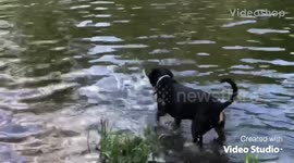 Fern the Black &Tan CoonHound Is a Pro Fisherwoman