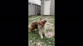 'Cute Sheltie Puppy Eating Snowflakes '