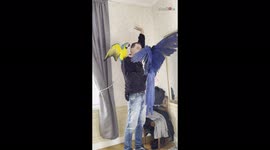 'Swedish Man Training & Playing with Macaws'