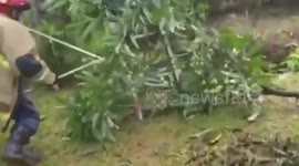 East Jakarta fire department Evacuation A reticulated python in the top of a tree. Indonesia