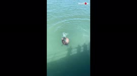 'Seagull Pays HEAVY Price for Trying to Steal Sea Lion's Food'