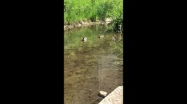 Donald's family picnic
