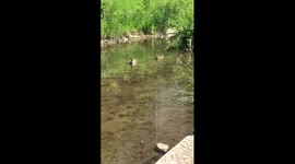 Donald's family picnic