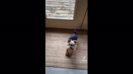 ADORABLE Yorkshire terrier wipes paws on doormat after coming in from garden