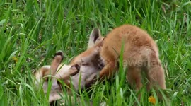 Watch these adorable baby foxes wrestle and play together in the grass
