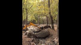 Moose challenges excavator head-on in Russian park