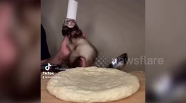 Watch this family of pet ferrets take part in hilarious cooking skits