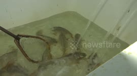 Artificial Spawning of Carp in Laboratory Conditions, Serbia