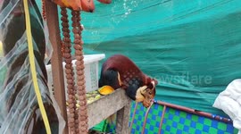 Rare Malabar squirrel steals food instead of searching nuts in the forests of South India .