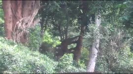 An elephant standing on its hind legs to reach the best part of the branches in a tree in South India.