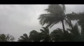 Watch - Strong winds , tress uprooted in Bhadrakas as cyclone Yaas begun landfall