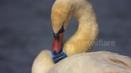 GPS collar tied around swan's neck is removed after locals report it to police in China
