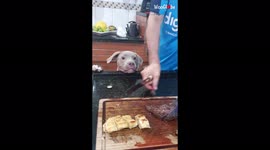 'Pitbull Pup's Adorable Reaction after Eating Steak for First Time'